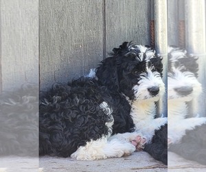 Aussiedoodle Puppy for Sale in CLAUDVILLE, Virginia USA