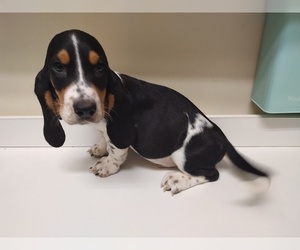Basset Hound Puppy for sale in CANTON, GA, USA