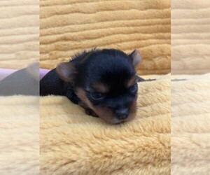Yorkshire Terrier Puppy for sale in IONA, ID, USA
