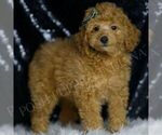 Small #3 Poodle (Toy)