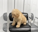 Small Photo #3 Goldendoodle Puppy For Sale in MARYVILLE, MO, USA