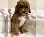 Small Photo #11 Cavapoo Puppy For Sale in SYLMAR, CA, USA