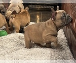 Small Photo #8 French Bulldog Puppy For Sale in OAKDALE, CA, USA