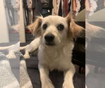 Small #2 Chihuahua-Cocker Spaniel Mix