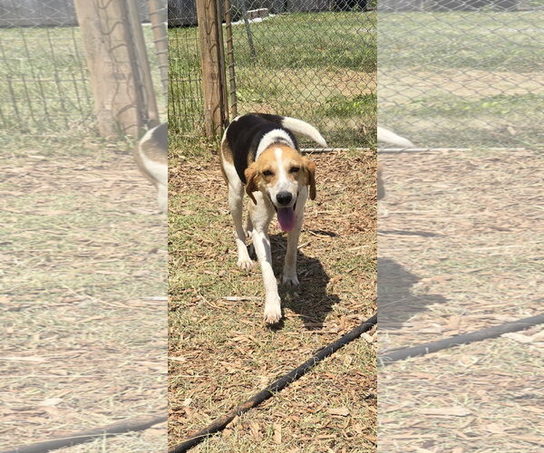 Medium Photo #6 American Foxhound-Unknown Mix Puppy For Sale in Rustburg, VA, USA