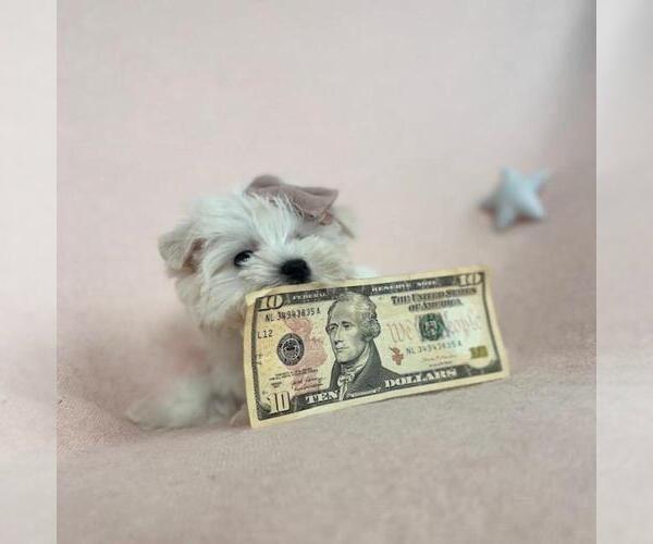 Medium Photo #16 Maltese Puppy For Sale in WINTER PARK, FL, USA