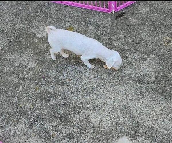 Medium Photo #1 Maltese Puppy For Sale in CORNERSVILLE, TN, USA