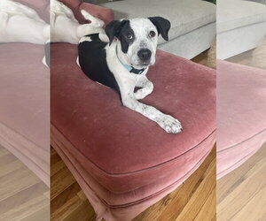Australian Shepherd-Catahoula Leopard Dog Mix Dogs for adoption in Sandy, UT, USA