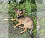 Small #1 Chihuahua Mix