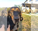 Small #4 Black and Tan Coonhound