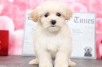 Small #1 Maltipoo