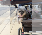 Small #2 Poodle (Toy)