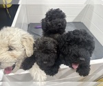 Small Puli