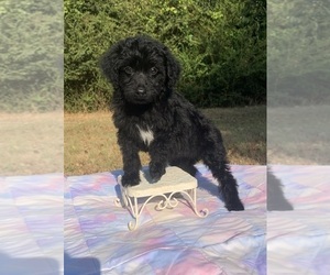 Aussiedoodle Miniature Puppy for sale in NACOGDOCHES, TX, USA