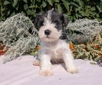 Puppy Zane Schnauzer (Miniature)