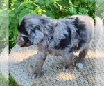 Small #1 Aussiedoodle Miniature 