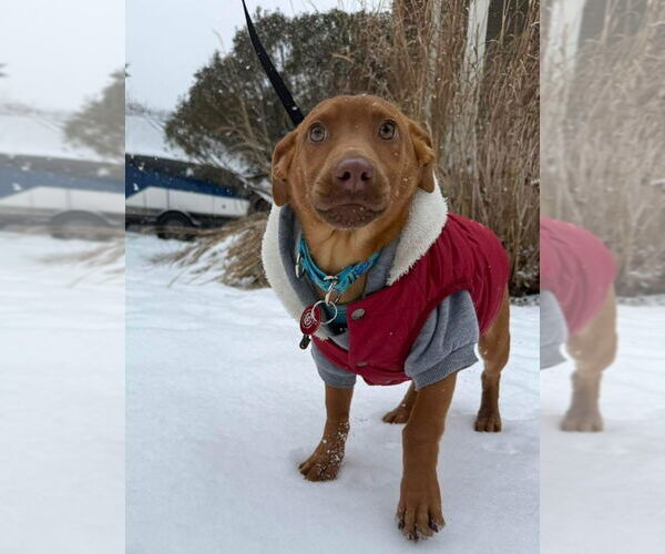 Medium Photo #1 Dachshund-Vizsla Mix Puppy For Sale in Wakefield, RI, USA