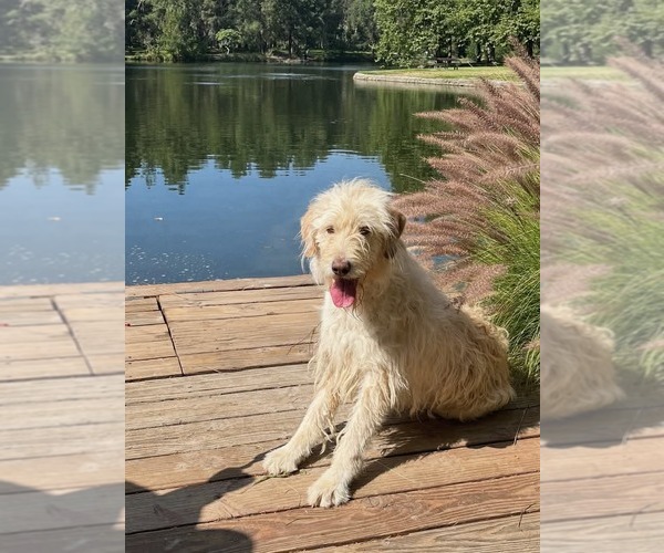 Medium Photo #11 Mutt Puppy For Sale in San Diego, CA, USA