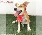 Small #1 Labrador Retriever Mix