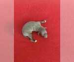 Puppy Puppy 3 Italian Greyhound