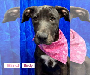 Labrador Retriever-Mountain Cur Mix Dogs for adoption in Pottstown, PA, USA