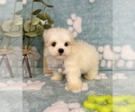 Small #3 Mal-Shi