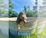 Puppy Brody Dachshund