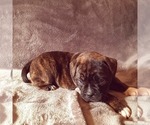 Small Photo #8 Olde English Bulldogge Puppy For Sale in KANSAS CITY, MO, USA