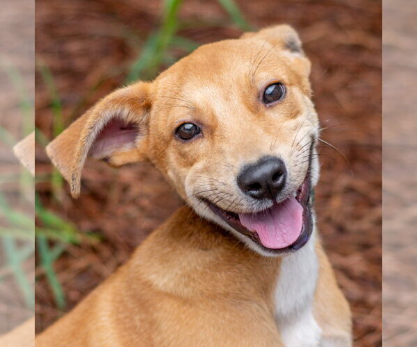 Medium Photo #2 Carolina Dog-Unknown Mix Puppy For Sale in Hilton Head, SC, USA