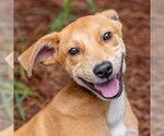Small #1 Carolina Dog Mix