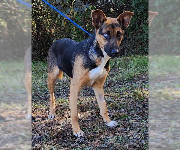 Medium Photo #2 Siberian Husky-Unknown Mix Puppy For Sale in Wetumpka, AL, USA