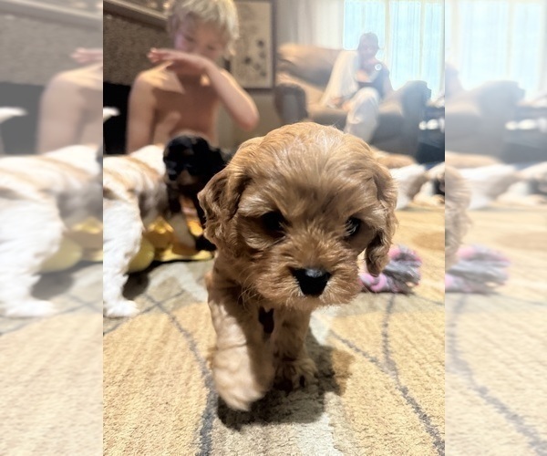 Medium Photo #17 Cavapoo (Miniature) Puppy For Sale in SAINT FRANCIS, MN, USA