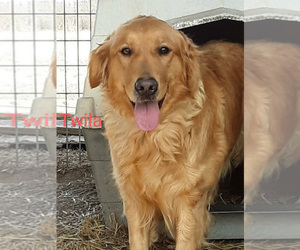 Mother of the Golden Retriever puppies born on 03/02/2023