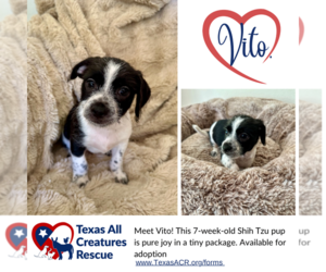 Shih Tzu Dogs for adoption in Lillian, TX, USA