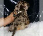 Small #5 Dachshund