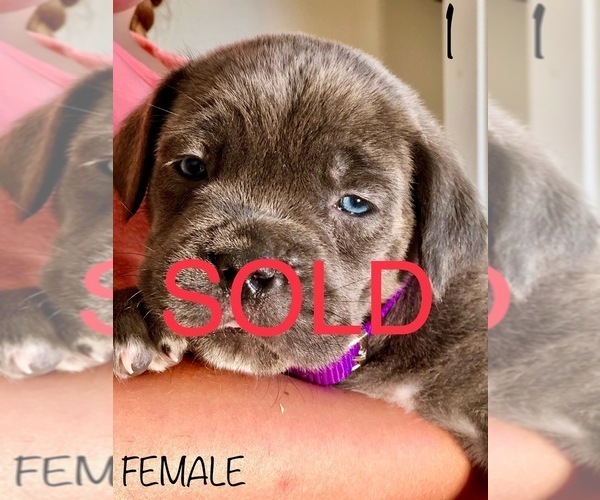Medium Photo #39 Cane Corso Puppy For Sale in HESPERIA, CA, USA