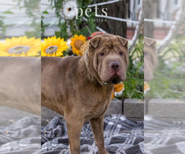 Medium Photo #3 Chinese Shar-Pei Puppy For Sale in Foristell, MO, USA