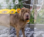 Small #2 Chinese Shar-Pei