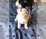 Small #1 Chinese Crested