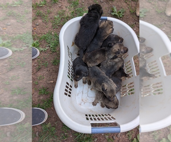 Medium Photo #1 German Shepherd Dog Puppy For Sale in lynchburg, VA, USA