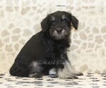 Small #2 Schnauzer (Miniature)