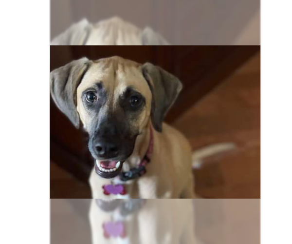 Medium Photo #9 Black Mouth Cur-Unknown Mix Puppy For Sale in Tampa, FL, USA