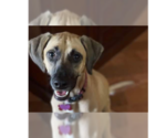 Small #8 Black Mouth Cur Mix