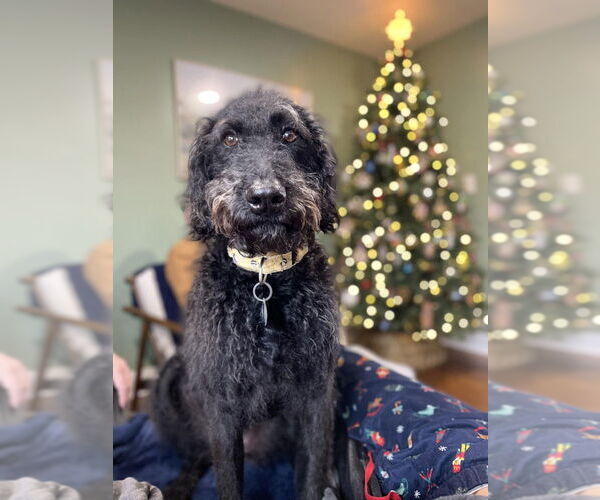 Medium Photo #5 Chesa-Poo Puppy For Sale in Springdale, PA, USA