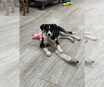 Small #1 Mutt