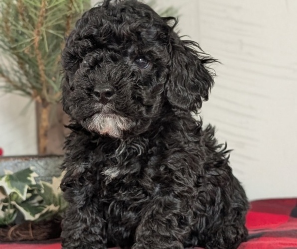 Medium Photo #3 Cockapoo (Miniature) Puppy For Sale in GOSHEN, IN, USA