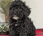 Small #2 Cockapoo (Miniature)