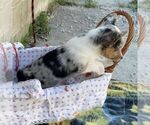 Small #1 Pembroke Welsh Corgi
