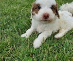 Small #14 Bernedoodle (Miniature)