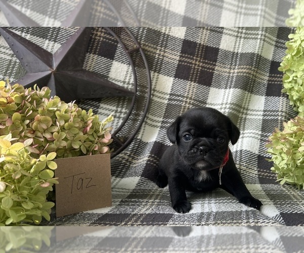 Medium Photo #4 Puggle Puppy For Sale in ELKTON, VA, USA